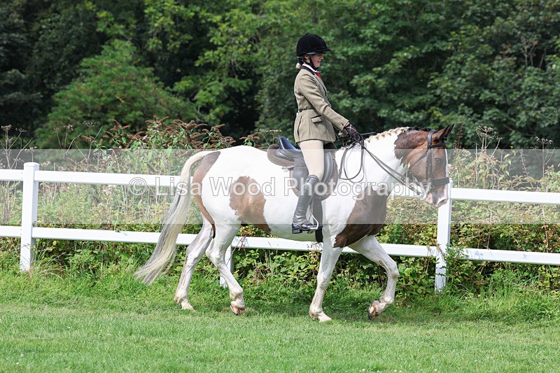 3E7A8633 - Class 5: Working Show Horse