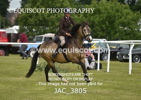 JAC_3805 - 65cm WORKING HUNTER