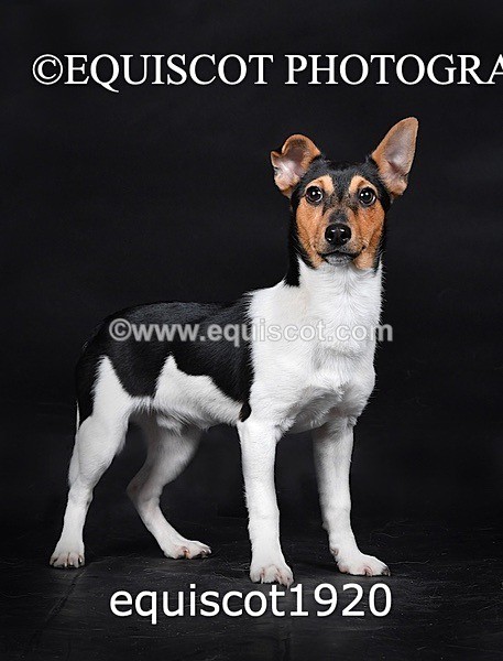 equiscot1920 - MARIS & CHIP