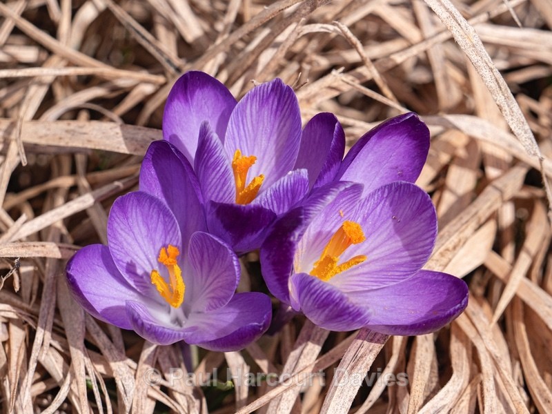 Neapolitan  Crocus (Crocus neapolitanus) formerly Crocus vernus - Wild Flowers - 1