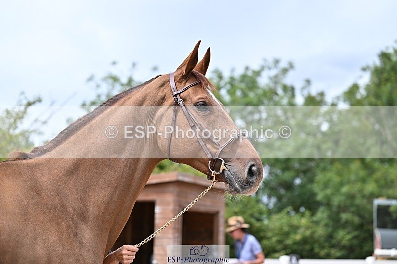 250716-132344-00481 - Trot Up 12.30 to 1.30