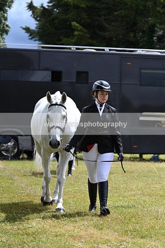 WJ7_6898 - Class 5a Most Handsome Gelding in Hand
