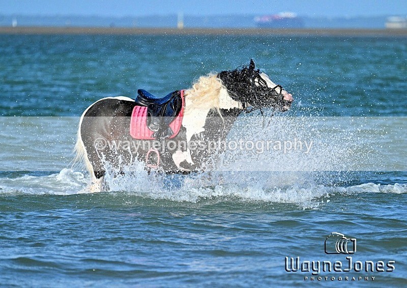 WJ7_3530_1 - Kellie & Churchill ... do Hayling Island 25-08-24