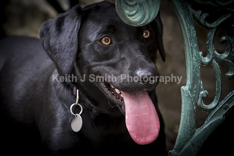 0KJS8922 - Portraiture