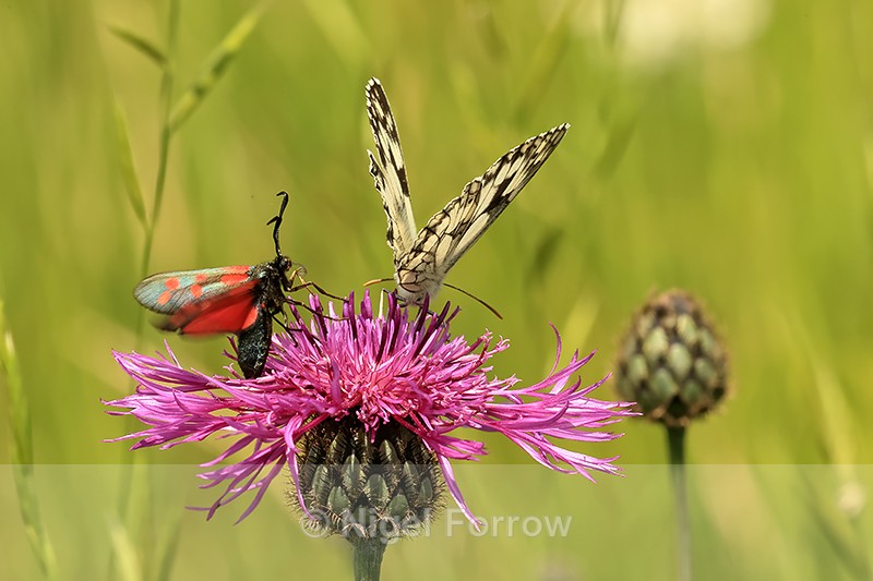 Six-spot Burnet and Marbled White, Seven Barrows, Berkshire - INSECTS