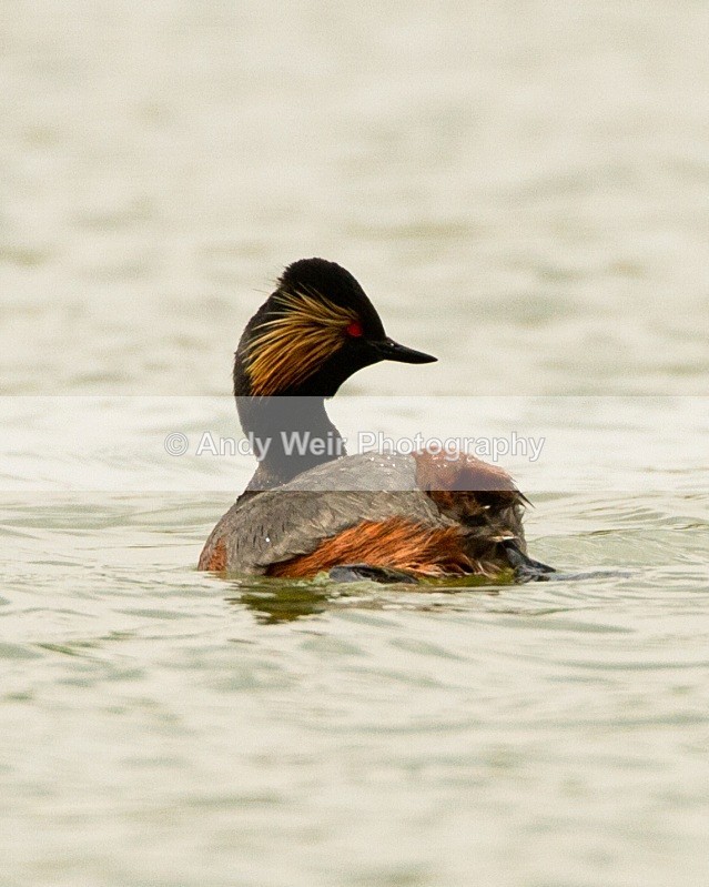 20110416-IMG_3746 - Black-necked Grebe