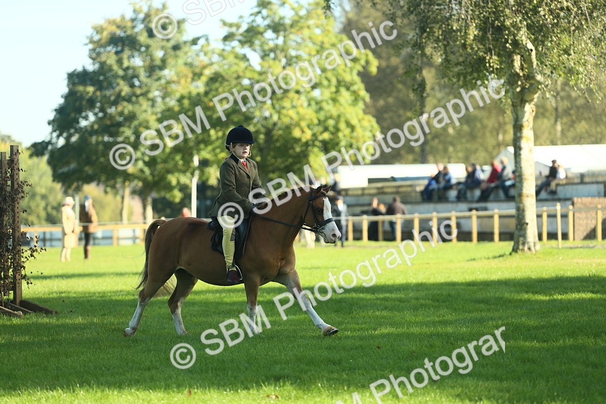 SBM_36333 - S29 - Novice & Newcomers Working Hunter Pony