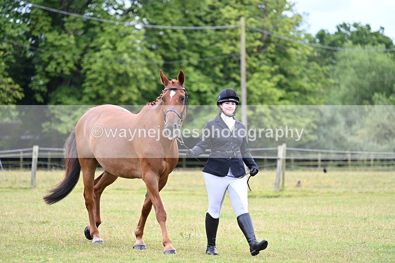 WJ7_6952 - Class 5a Most Handsome Gelding in Hand