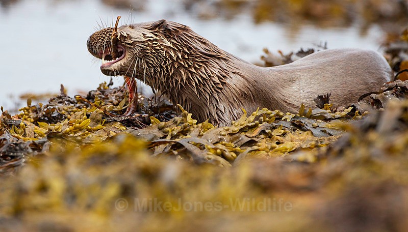 OTTER, ISLE OF MULL, SCOTLAND - ISLE OF MULL WILDLIFE, Wildlife images from the Inner Hebrides