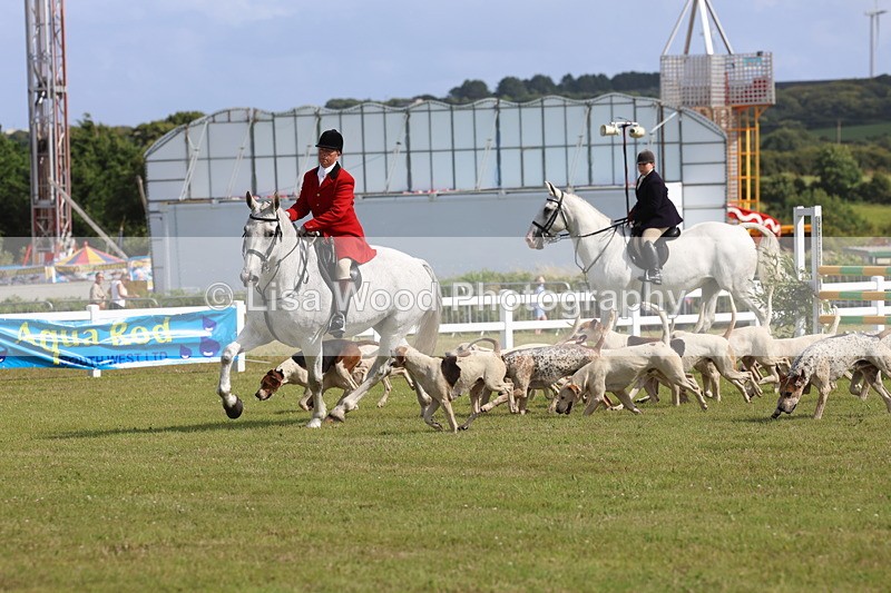 3E7A3376 - Parade of Hounds