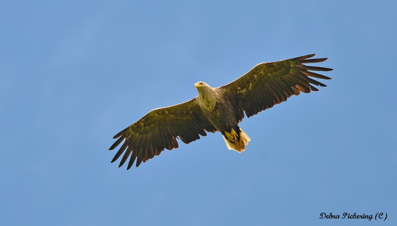 Sea Eagle - Birds Of Prey