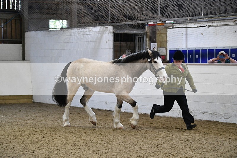 WJ5_3455 - Class 1 Youngstock