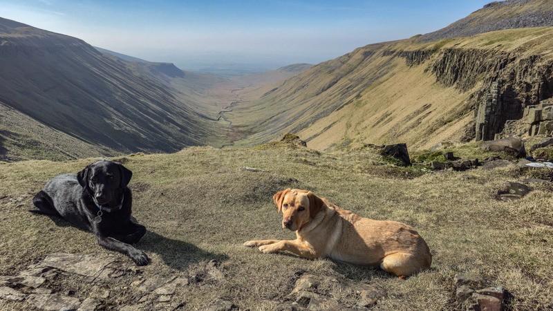 High Cup Nick - Dogs