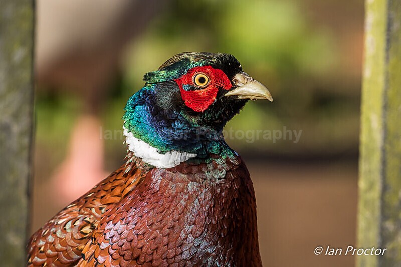 Pheasant Portraits - 1 of 3 - Nature