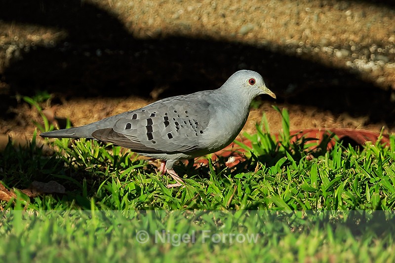 Blue Ground-Dove (male), Casa Corcovado Jungle Lodge, Costa Rica - Blue Ground-Dove