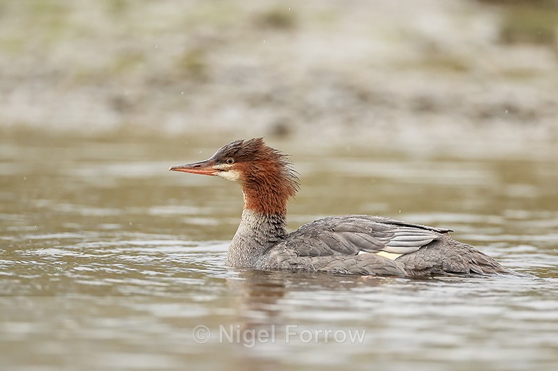 Common Merganser, Silver Salmon Creek, Alaska - Common Merganser
