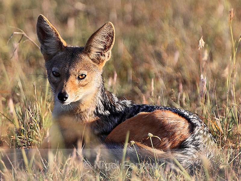 Black-backed Jackal resting in the grass - Jackal
