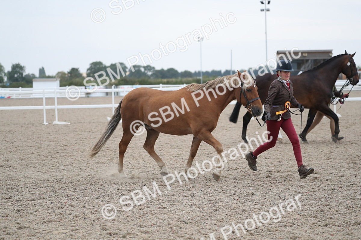 SBM_18433 - Class 318 IH Part bred Horse/Pony