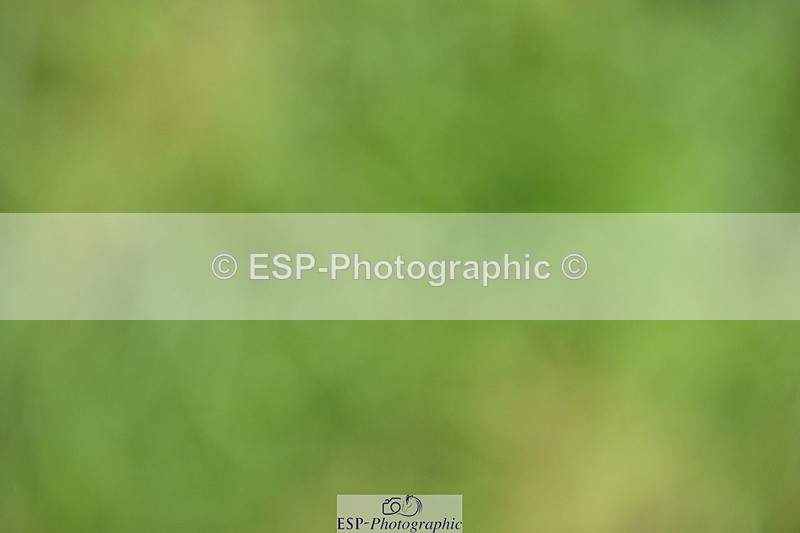 250831A-135803-10573 - Cls 37 Snr 1.35m Grand Prix