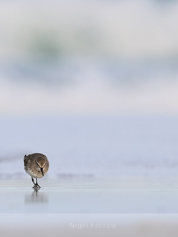 White-rumped Sandpiper foraging on shore, Volunteer Point, Falklands - White-rumped Sandpiper