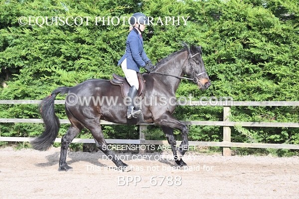 BPP_6788 - RING 1  (RIDDEN HORSES / IN HAND / VETERAN ETC)