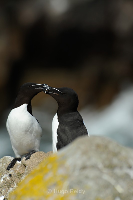  - Saltee Islands Birdlife