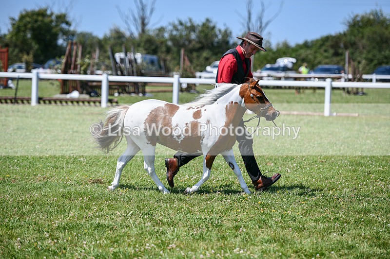 DSC_7124 - Class 61: Miniature Horse 4yrs & over