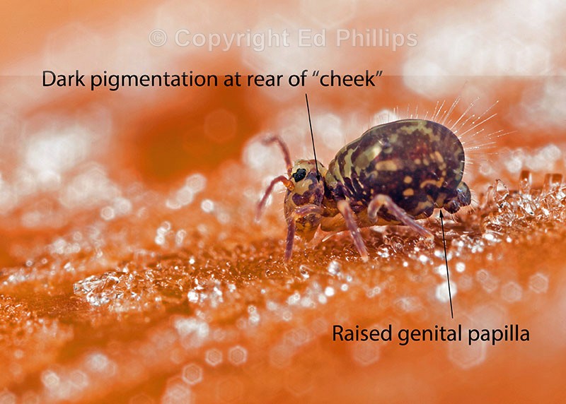 Dicyrtomina saundersi (m)