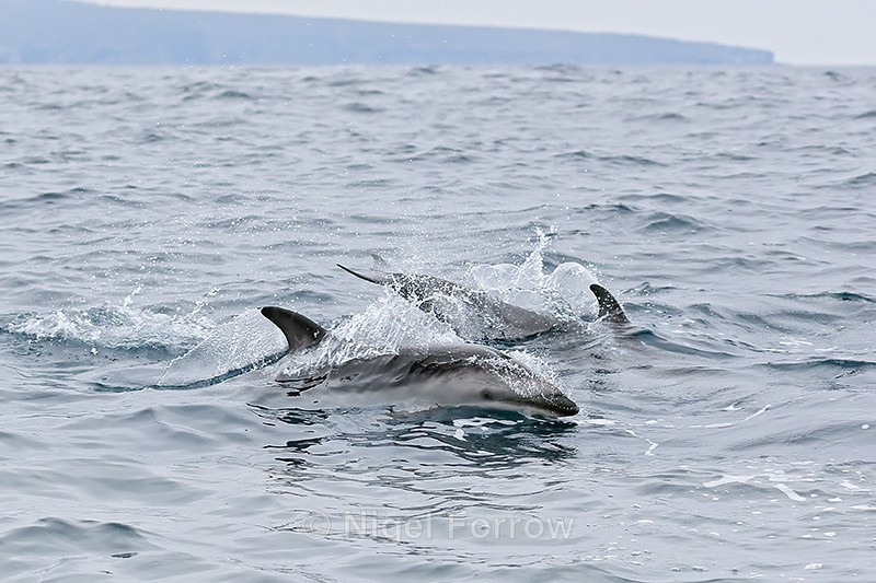 Dusky Dolphins surface, Chilean coast - Dolphin