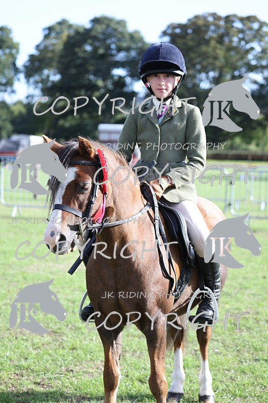 APP_4200 - Class 15a/b Pony club pony/Riding club horse