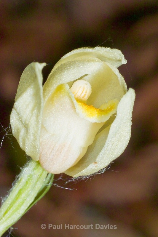  - Orchids - Various