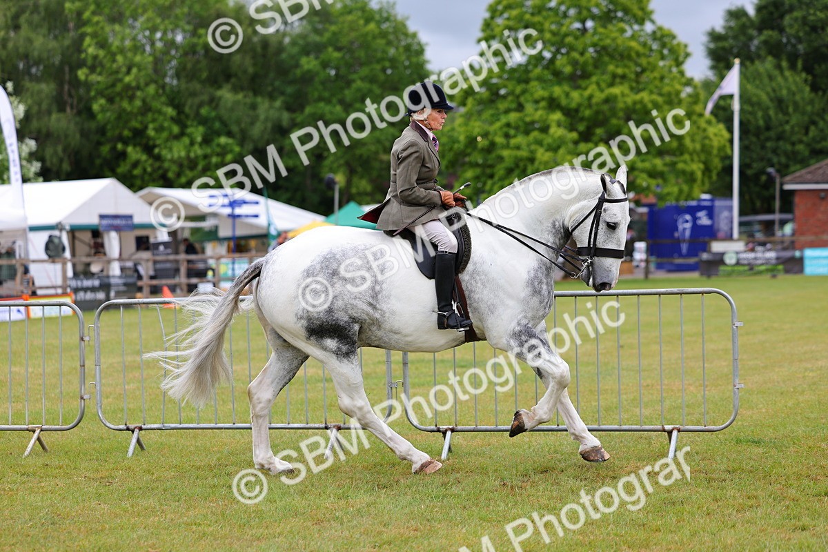 SBM_02498 - Class 9-11 Side Saddle including LIHS Rising Star Ladies Show Horse