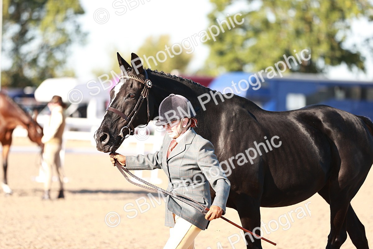 SBM_11199 - Class 401 - IH  Veteran horse