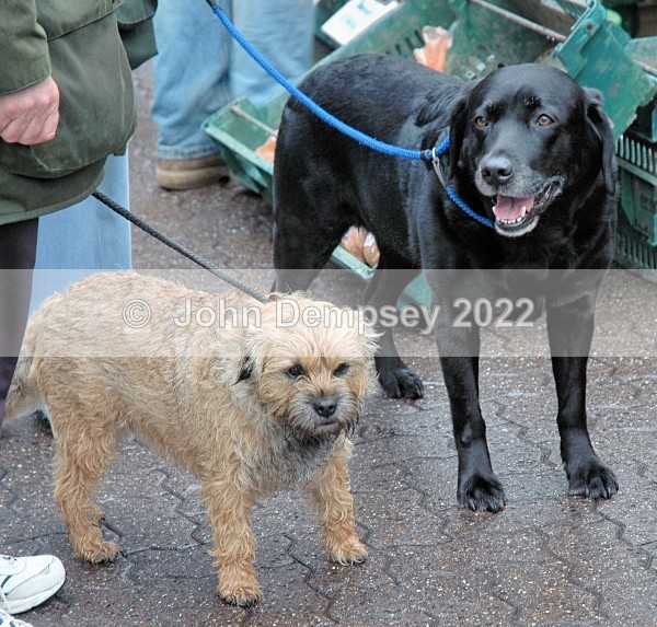 Two Dogs At The Market - Walking the Dog