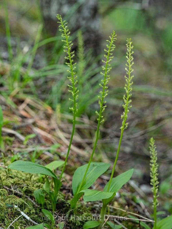One-leaved bog orchid (Malaxis monophyllos) an inconspicuous species that has a wide distirbution in Europe - Wild Orchids