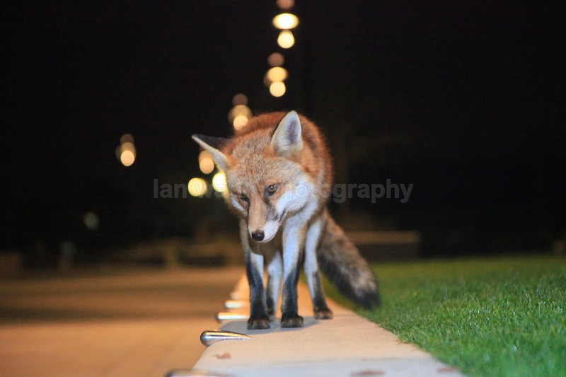 Urban Fox_Bristol_0242 - Urban Foxes, Bristol, Great Britain