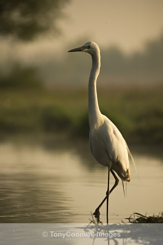 Great White Egret - Egret & Stork Hide