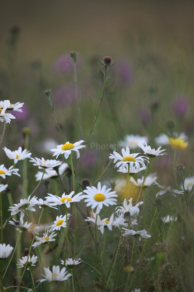Meadow Grass _FL058 - Wild Flowers,  plants & Fungus photography, Great Britain