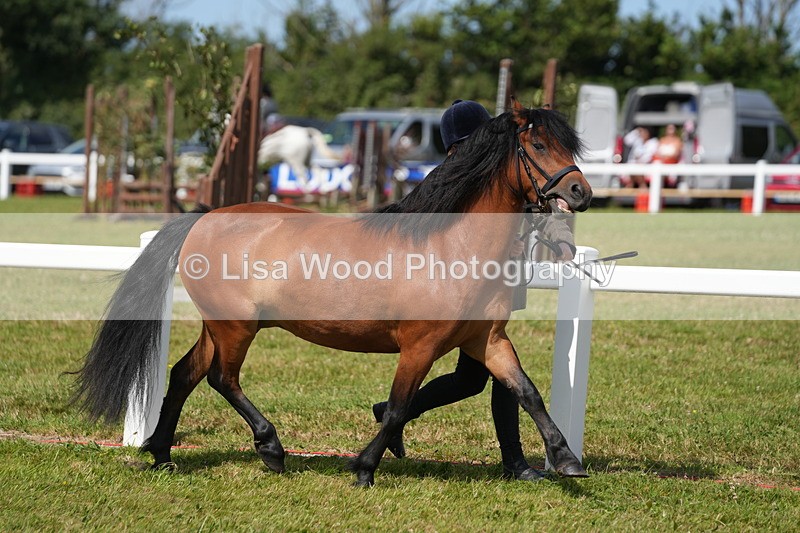 DSC05480 - Class 50: NPS M&M 4 years and over Small Breeds