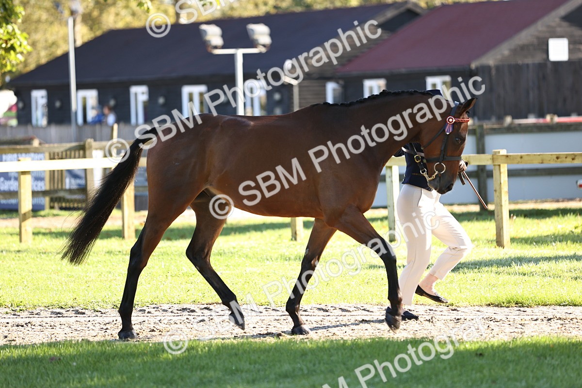 SBM_15716 - S1 - TSR in Hand Horse & Pony Showing