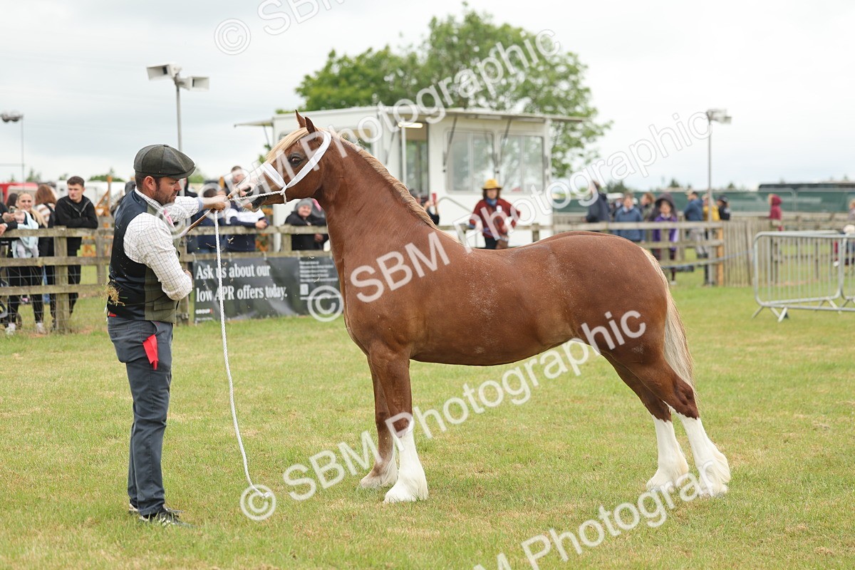 SBM_04937 - Class 50-57 - M&M Welsh Pony In Hand