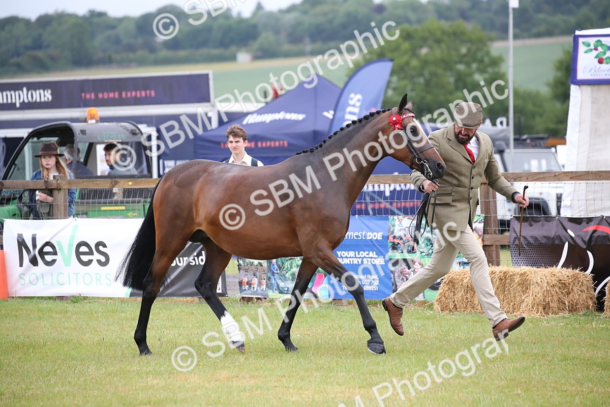 SBM_00117 - Class 17-20 - Arab & Part Bred - Anglo Arab In Hand
