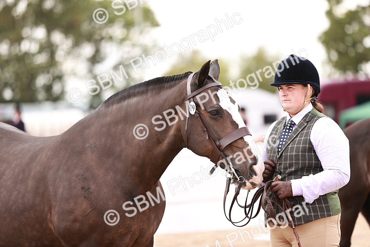 SBM_16118 - Class 411 - Prettiest Mare - (IH or Ridden Adult)