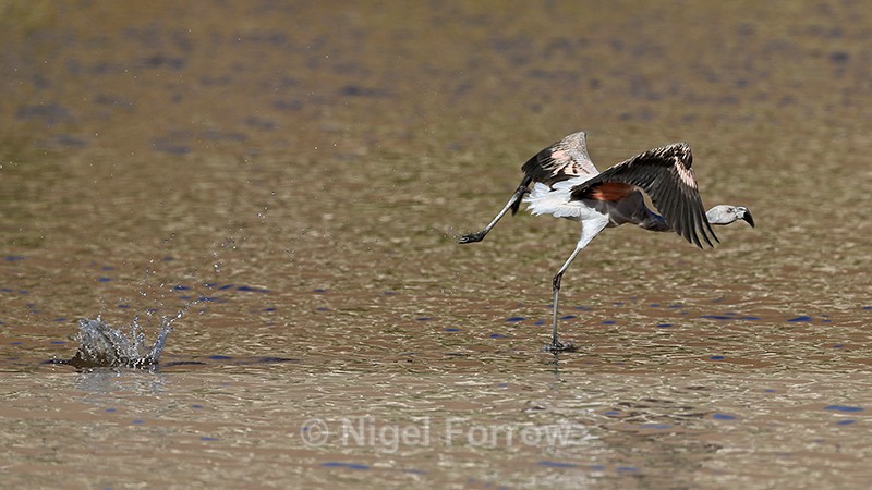 Chilean Flamingo (immature) running splashes water, Machuca, Chile - Chilean Flamingo