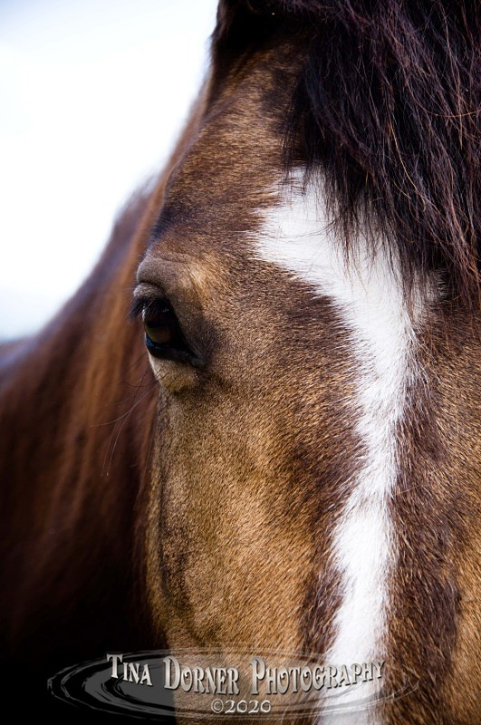 Ponys Face. from Animal Portraits Portfolio by Tina Dorner Photography