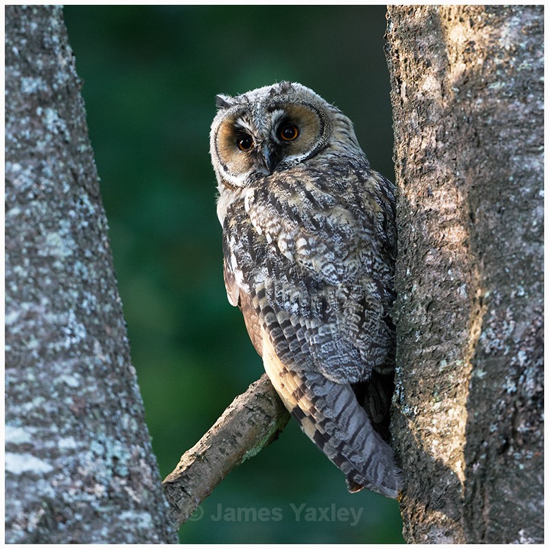 Long Eared Owl Portrait 2  - Latest Work