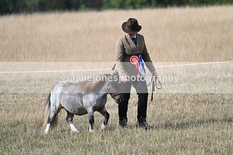 WJ7_8078 - In-hand Championship