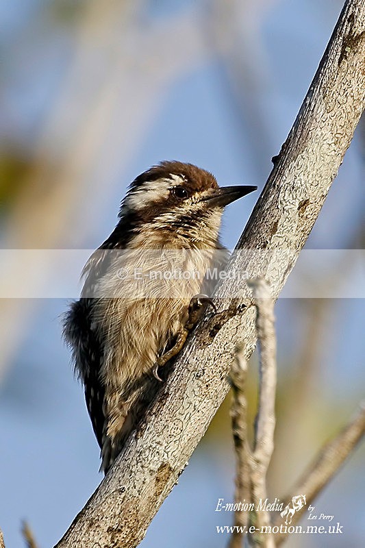 Sunda pygmy woodpecker  301115 - Nature