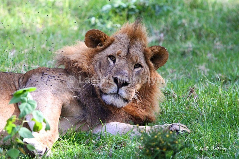 IMG_1036 Nakuru - Lions