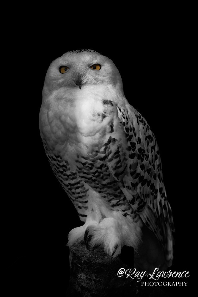 Snowy Owl -RLP_5733 - Vulnerable and Beyond